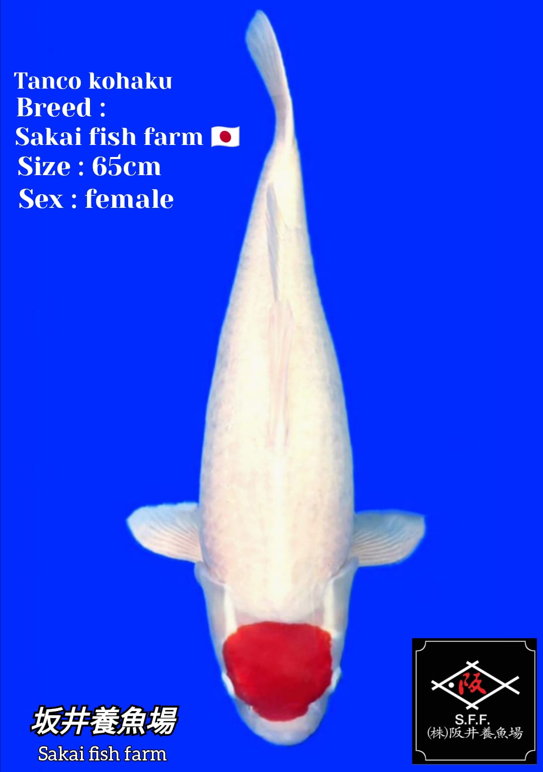 TANCO KOHAKU 65cm IMPORT SAKAI FISH FARM