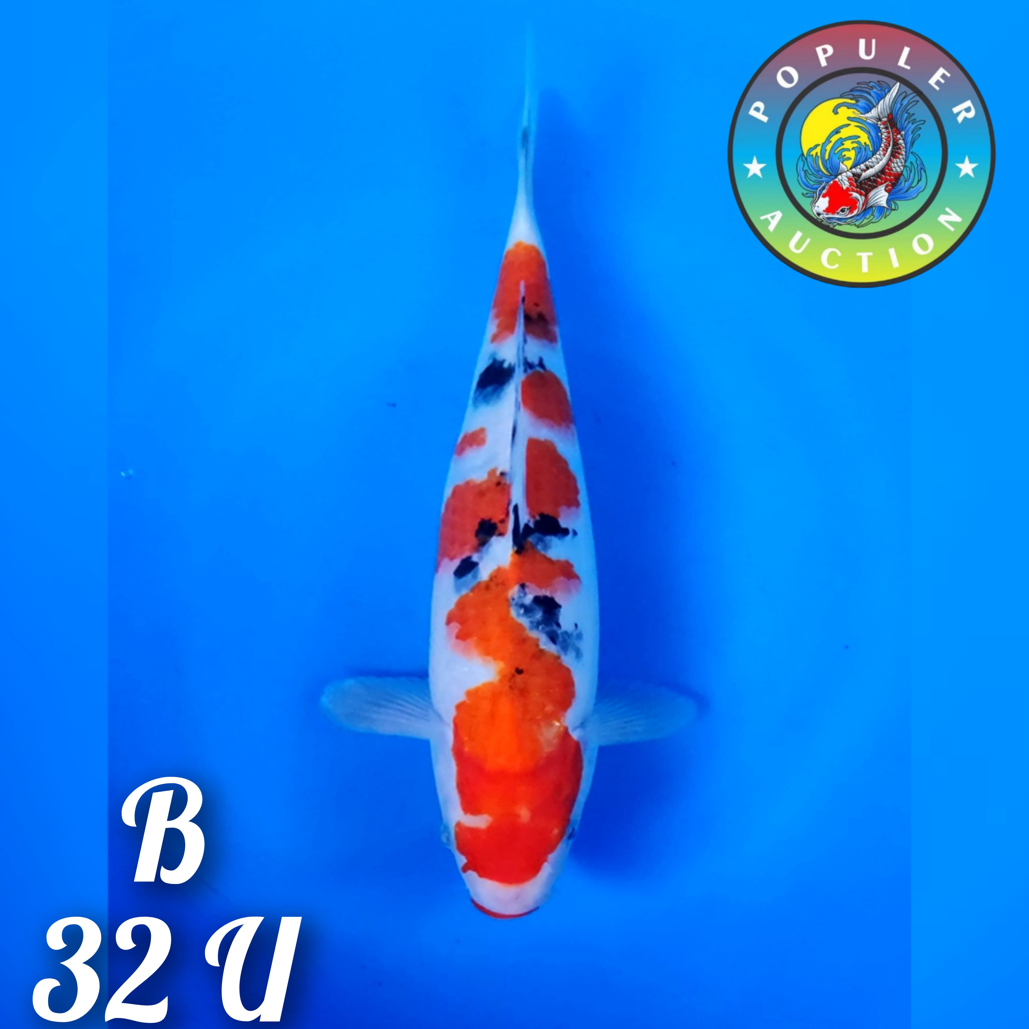 SANKE BENY POLA INAZUMA SEDIKIT CUTING MERAPIKAN 32cm