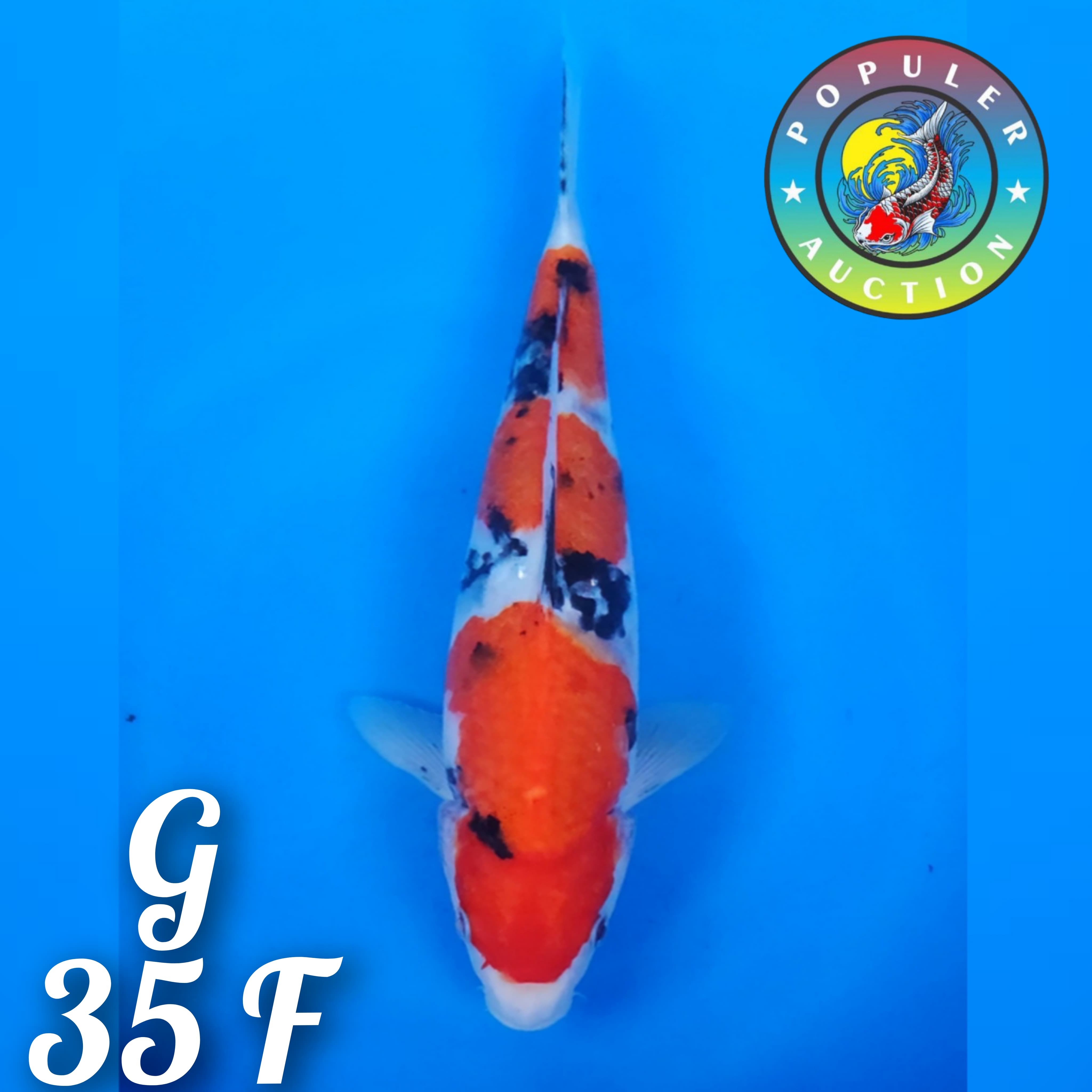 SANKE 3STEEP CUTING KERING 35cm