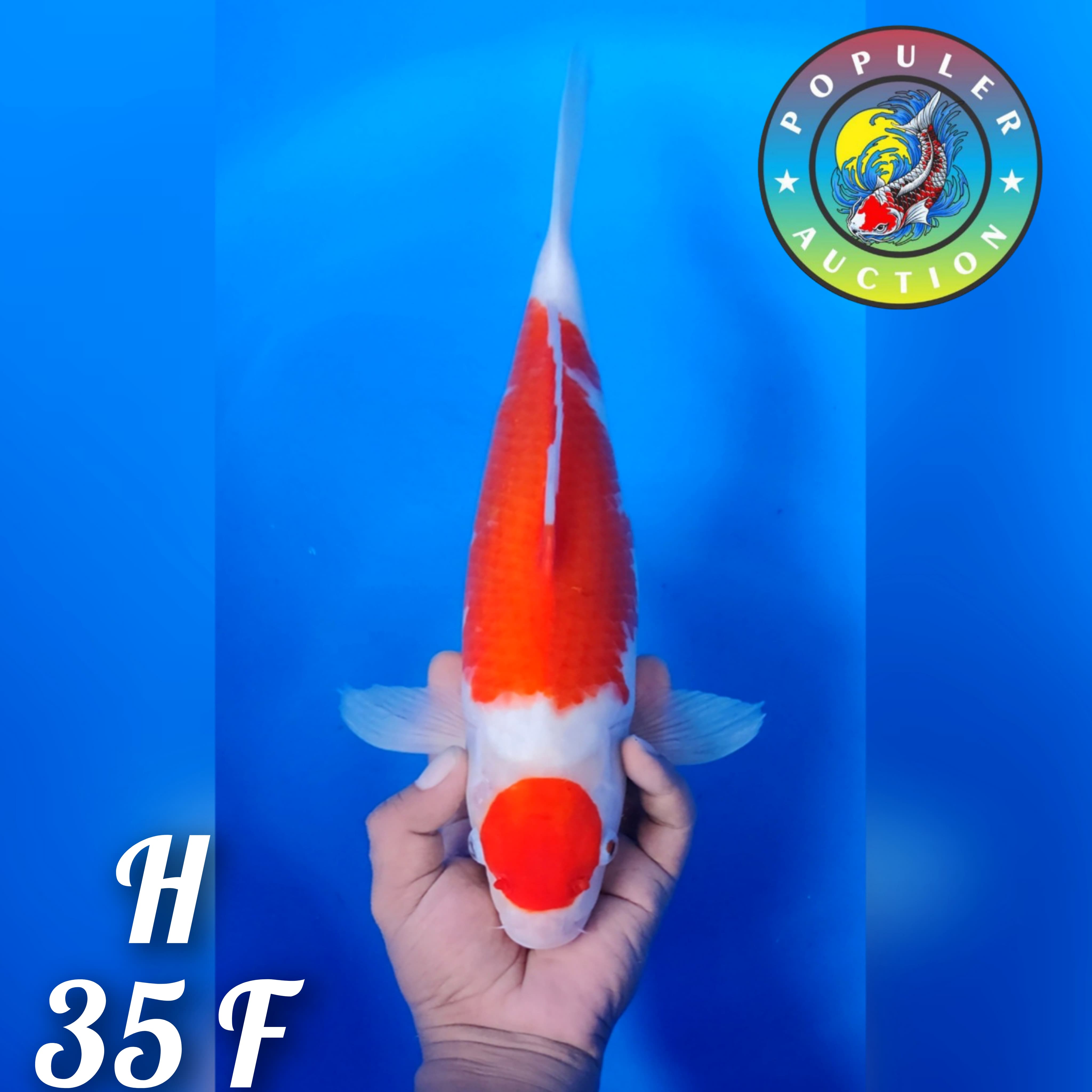 MARUTEN KOHAKU STRONG CUTING SUDAH BERSIH 35cm