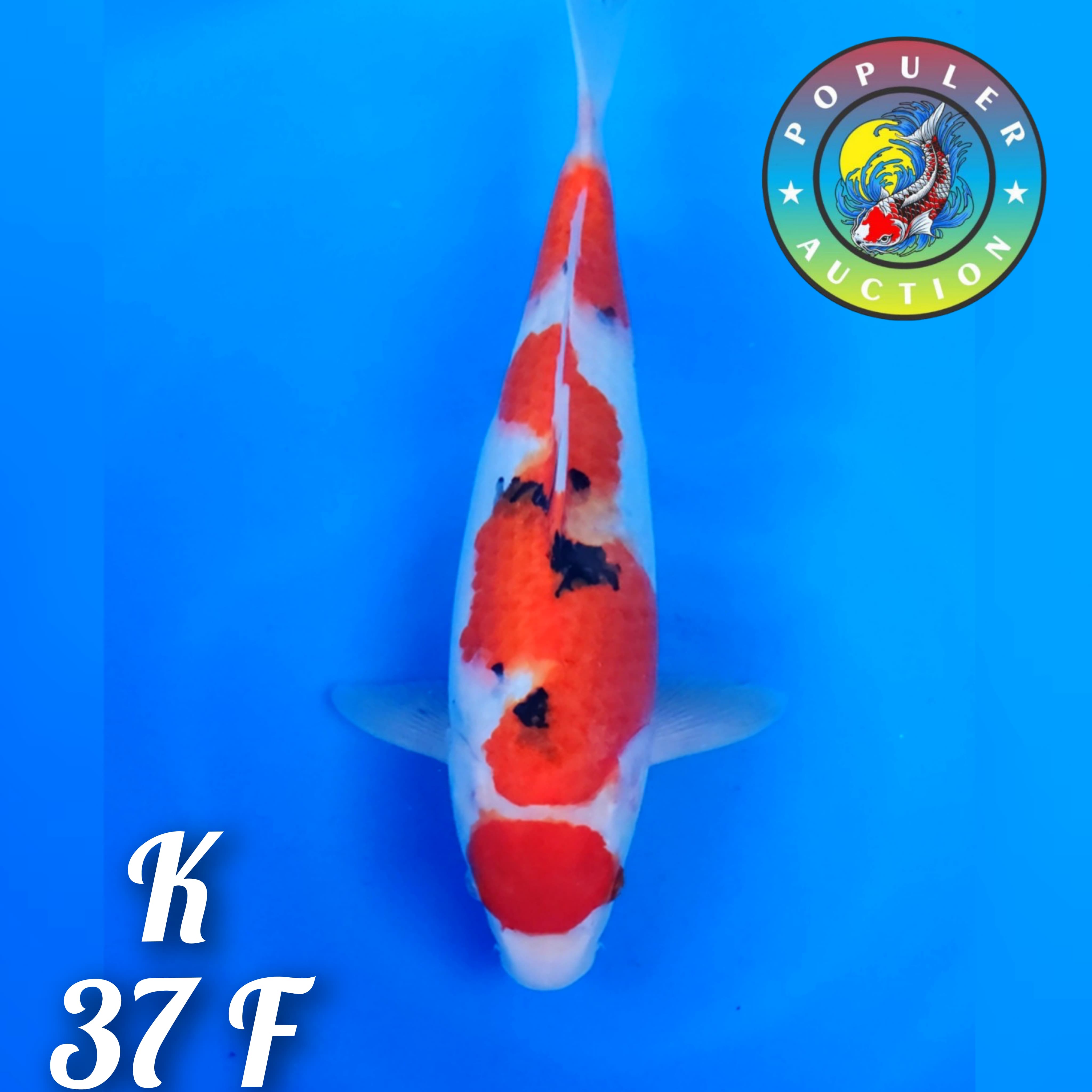 MARUTEN SANKE INAZUMA ADA BEKAS CUTING 37cm