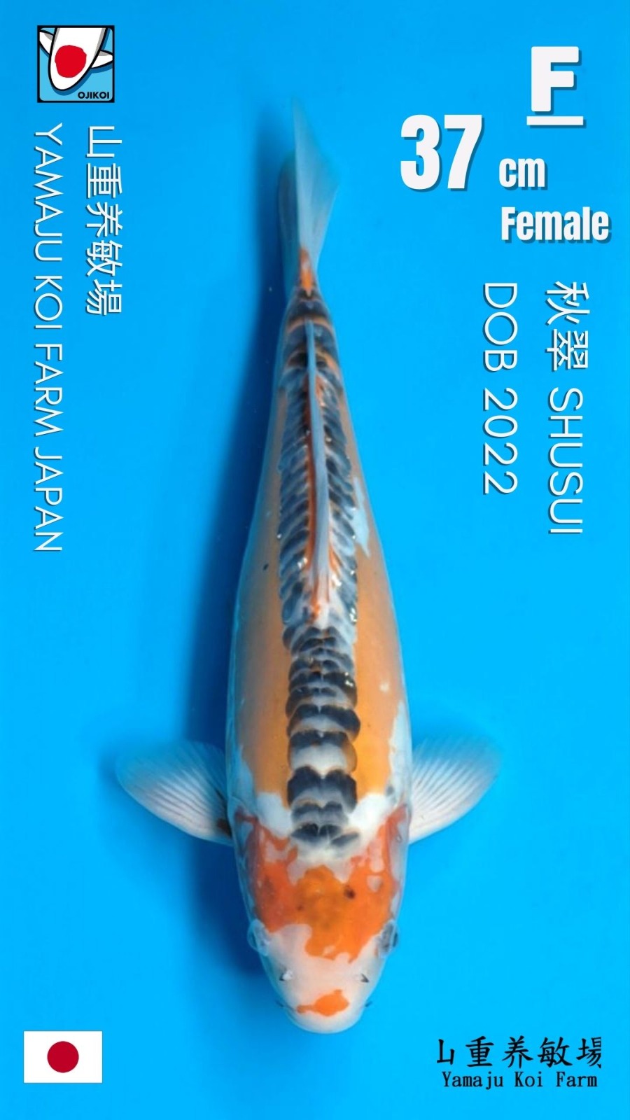 SHUSUI YAMAJU KOI FARM JAPAN IMPORT BERSERTIFIKAT BREEDER DOB 2022 37cm
