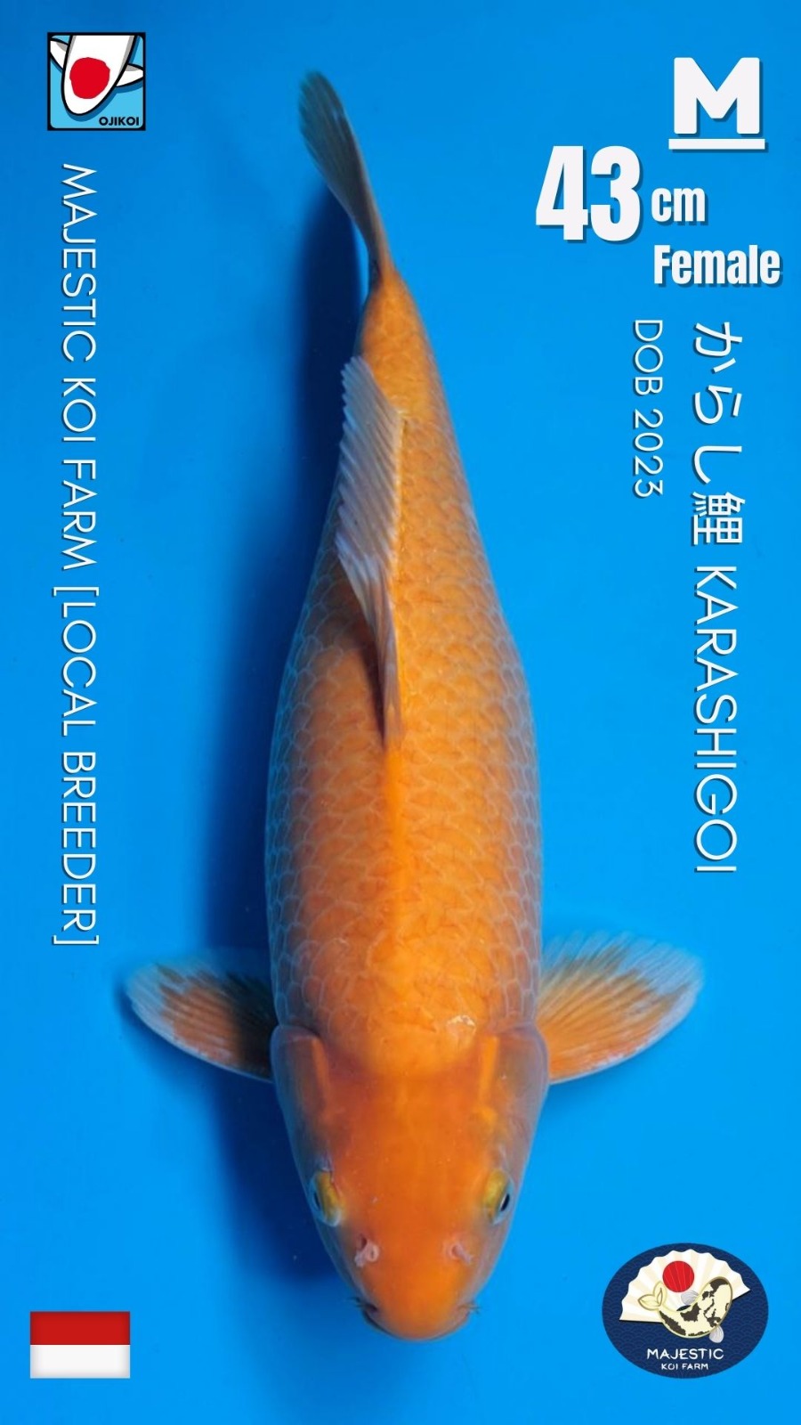 KARASHI MAJESTIC KOI FARM BERSERTIFIKAT BREEDER 43cm