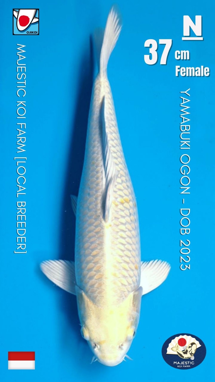 YAMABUKI OGON MAJESTIC KOI FARM BERSERTIFIKAT BREEDER 37cm