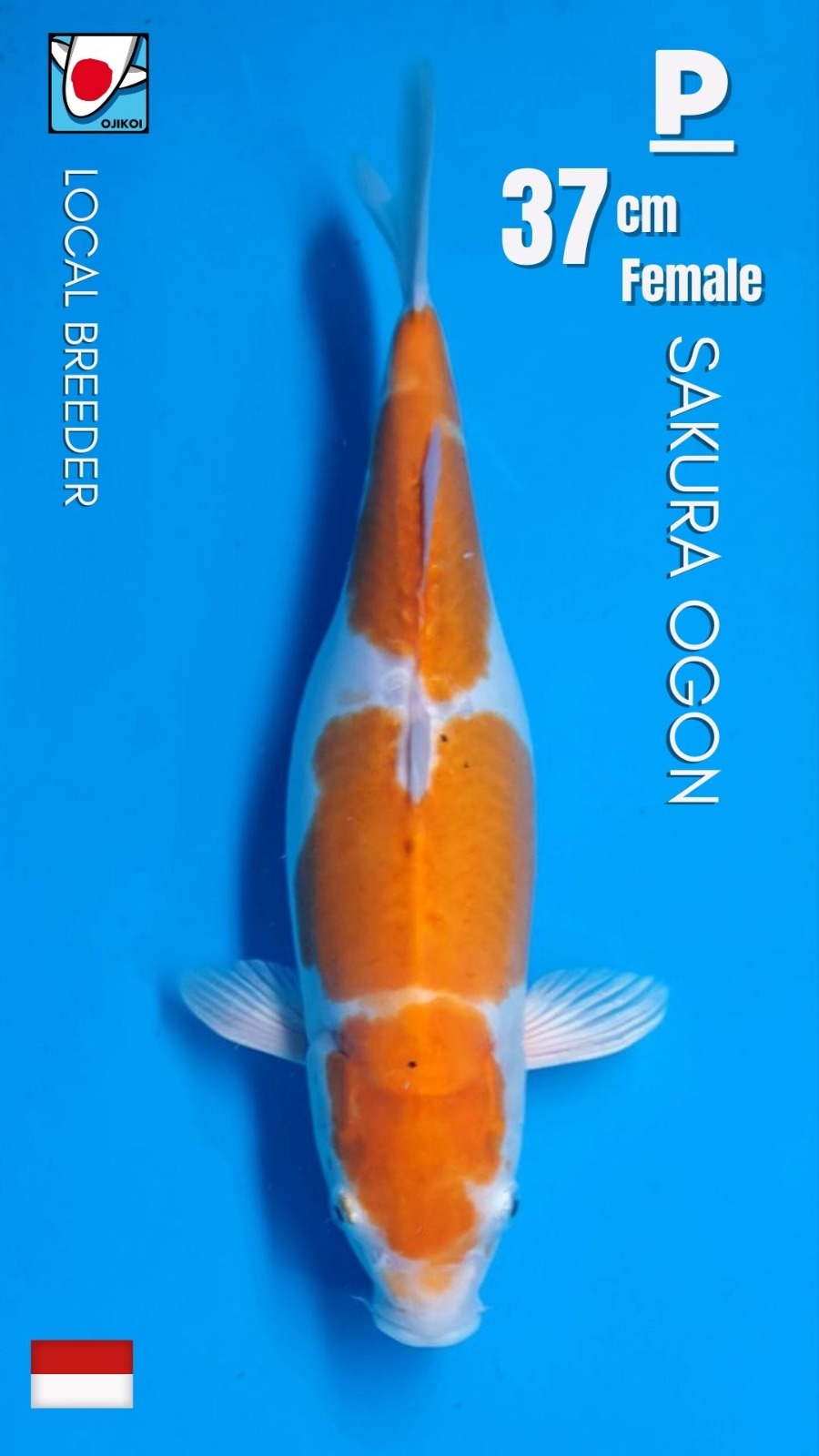 SAKURA OGON LOCAL BREEDER 37cm