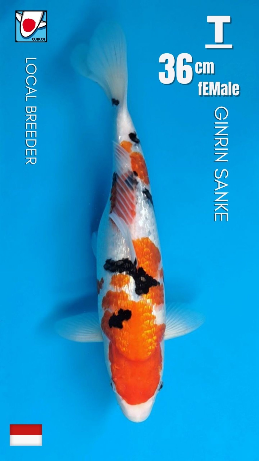 GINRIN SANKE LOKAL BREEDER 36cm