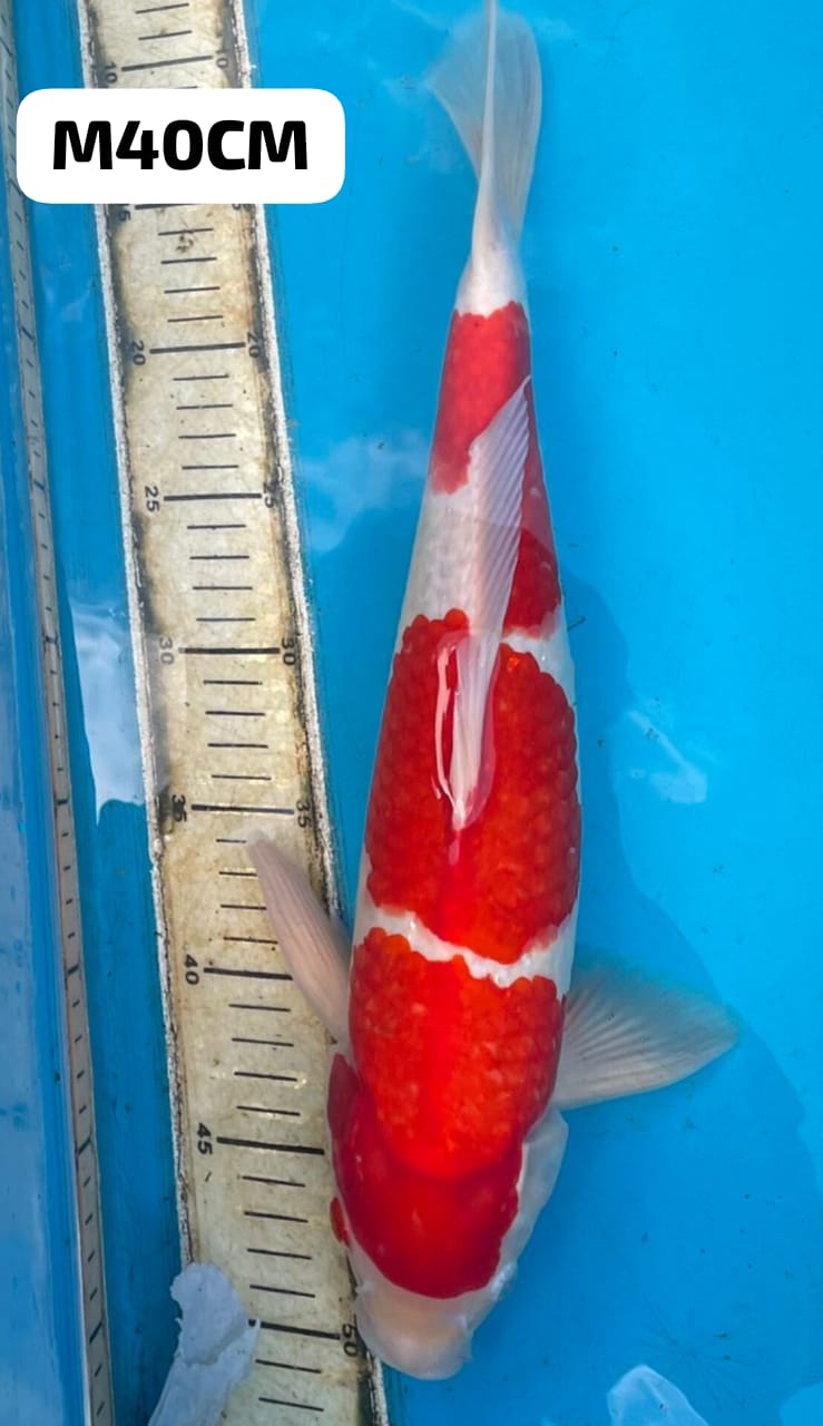 SUPER IKAN KELAS SULTAN KOHAKU MALE SQ MERAH DARAH ISTIMEWA OWNER TULUNGAGUNG 40cm