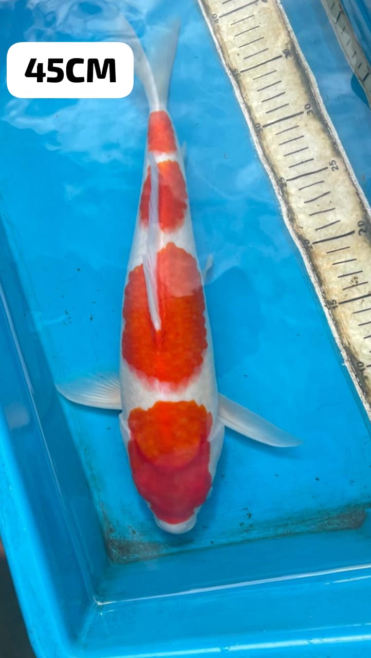 SUPER IKAN KELAS SULTAN KOHAKU IMPORT NON CERTY ISTIMEWA OWNER TULUNGAGUNG 45cm
