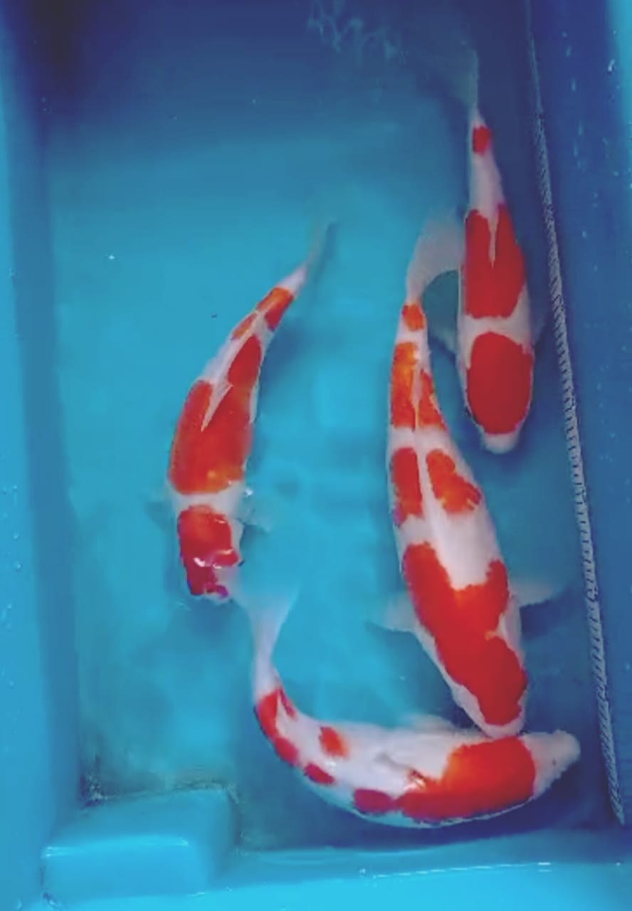 SUPER PKT 4 EKOR KOHAKU SQ IKAN KELAS SULTAN ISTIMEWA CALON IKAN IDAMAN PARA SULTAN OWNER BOJONEGORO 2430cm