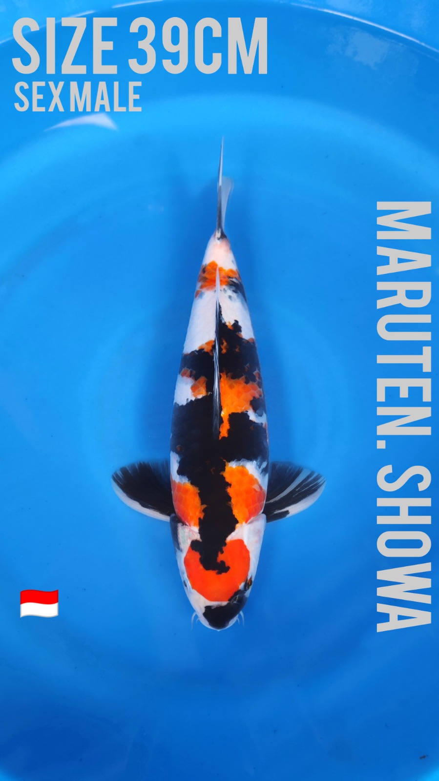 MARUTEN SHOWA 39cm