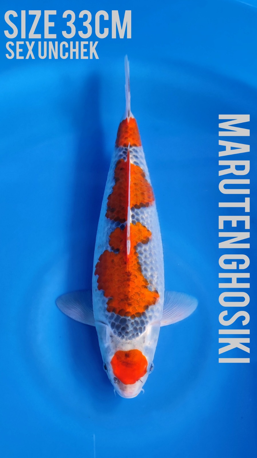 GOSIKI RACING 33cm