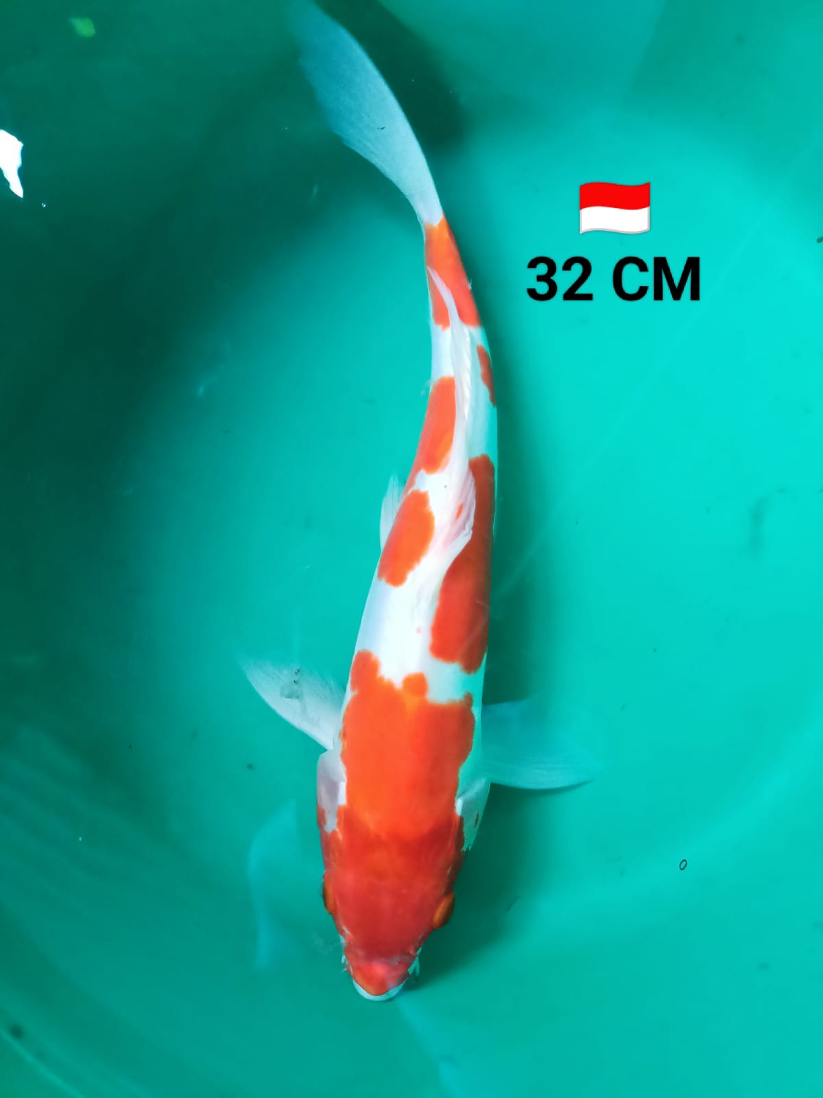 KOHAKU DOITSU 32cm