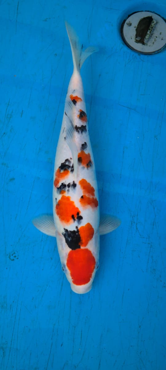 SANKE 35cm