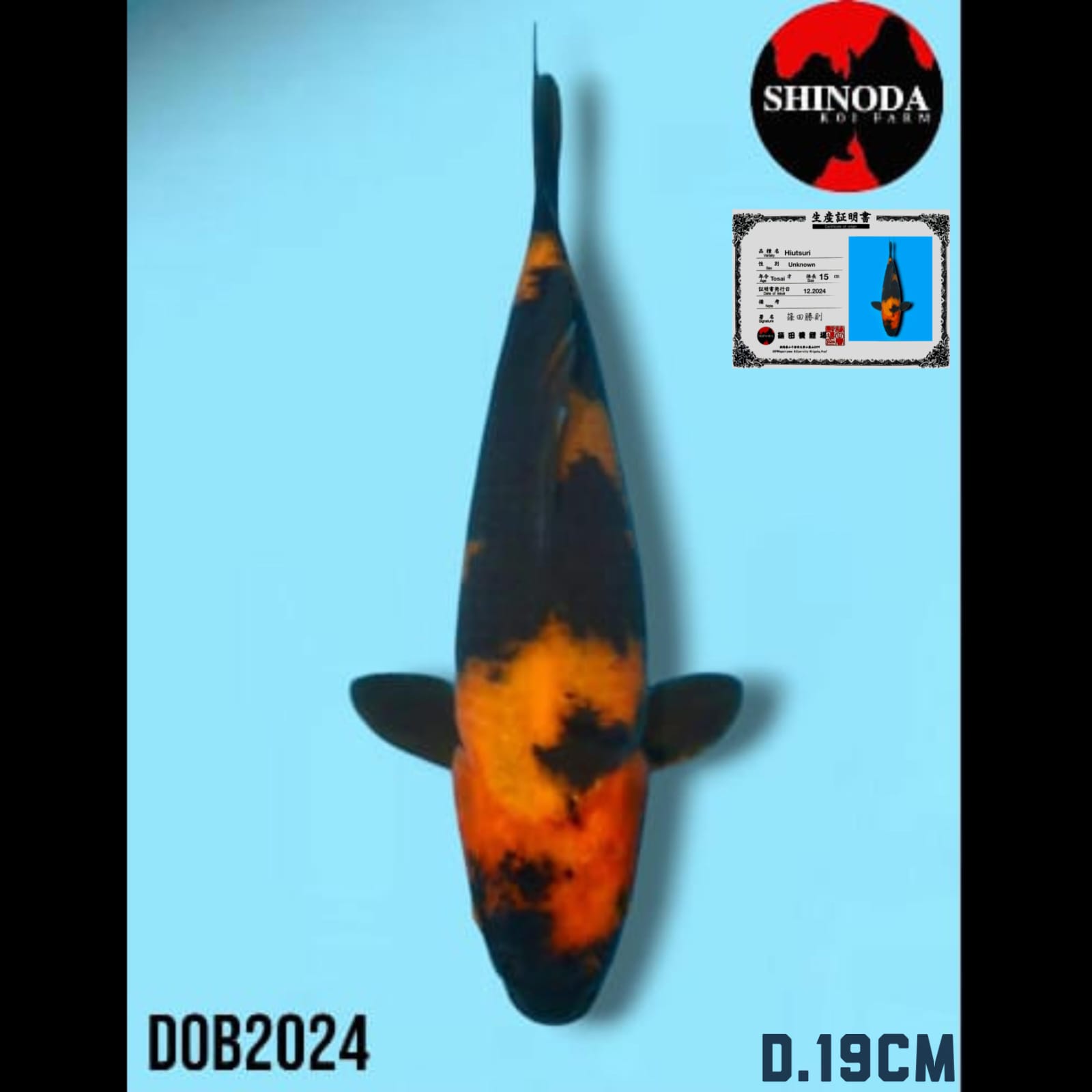 HIUTSHURI IMPORT SHINODA KOI FARM 19cm