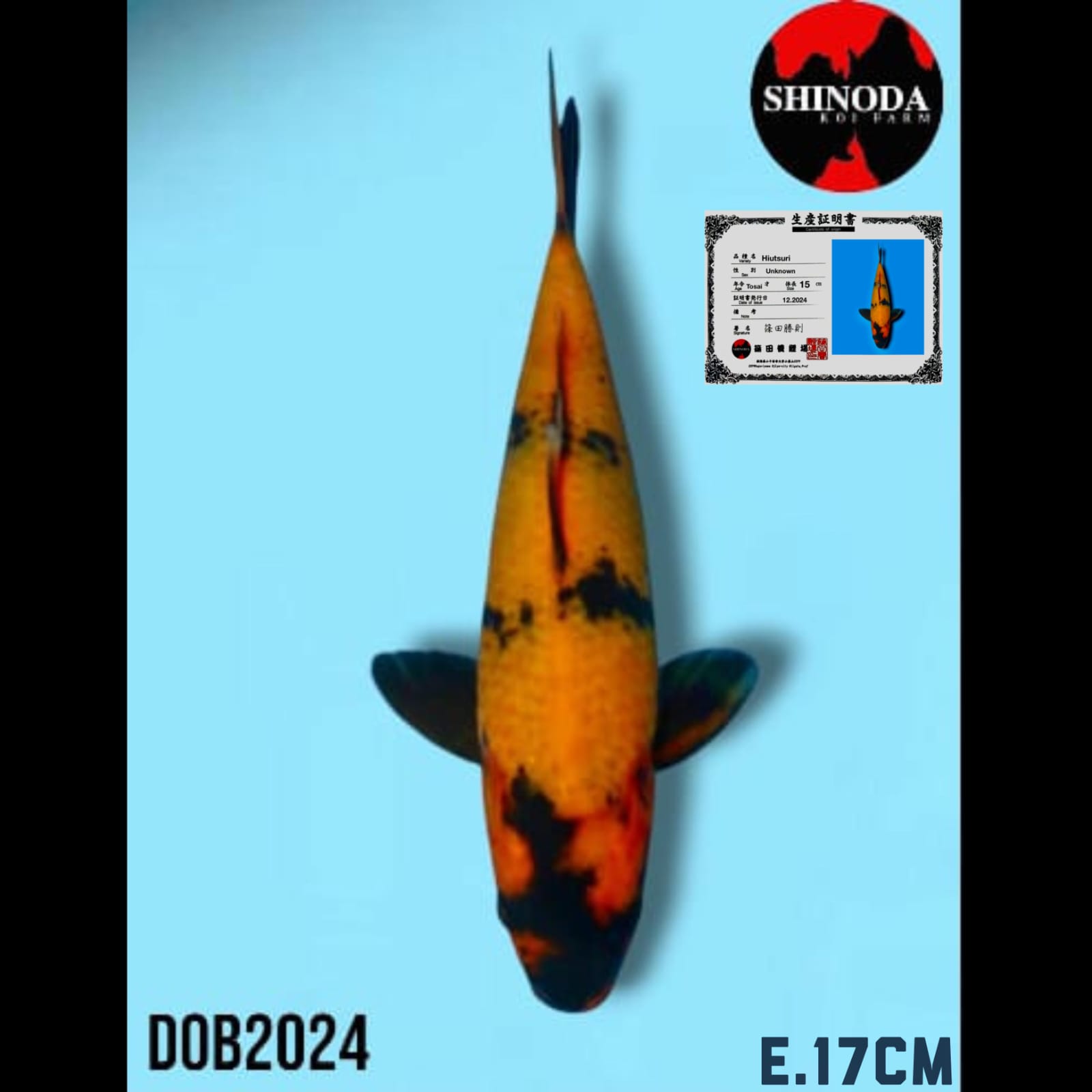 HIUTSHURI IMPORT SHINODA KOI FARM 17cm
