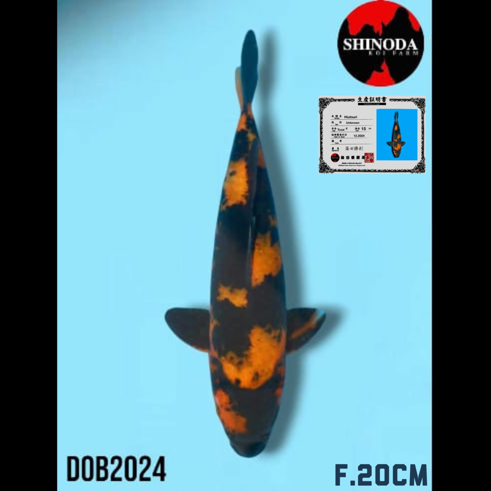 HIUTSHURI IMPORT SHINODA KOI FARM 20cm