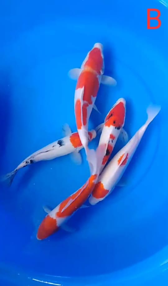 PAKET MIX 5 EKOR LOKASI IKAN DI BLITAR 2730cm