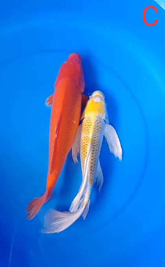 PAKET MIX 2 EKOR LOKASI IKAN DI BLITAR 34cm
