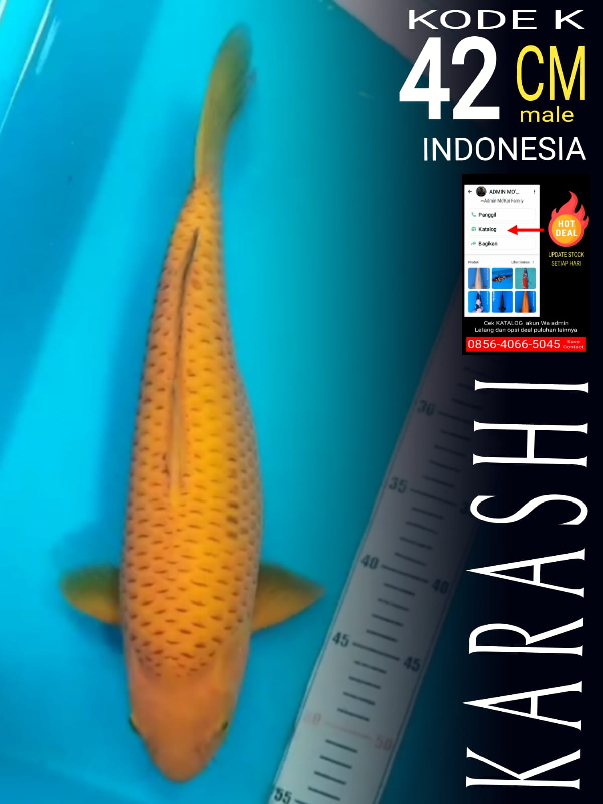 KARASHI MALE 42cm