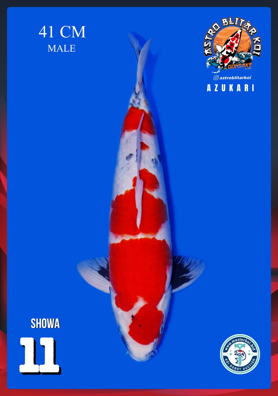 SHOWA 41cm
