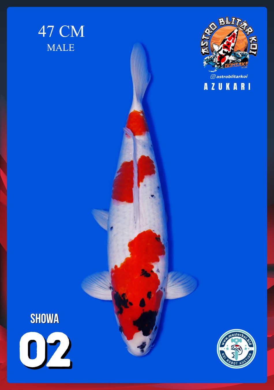SHOWA 47cm