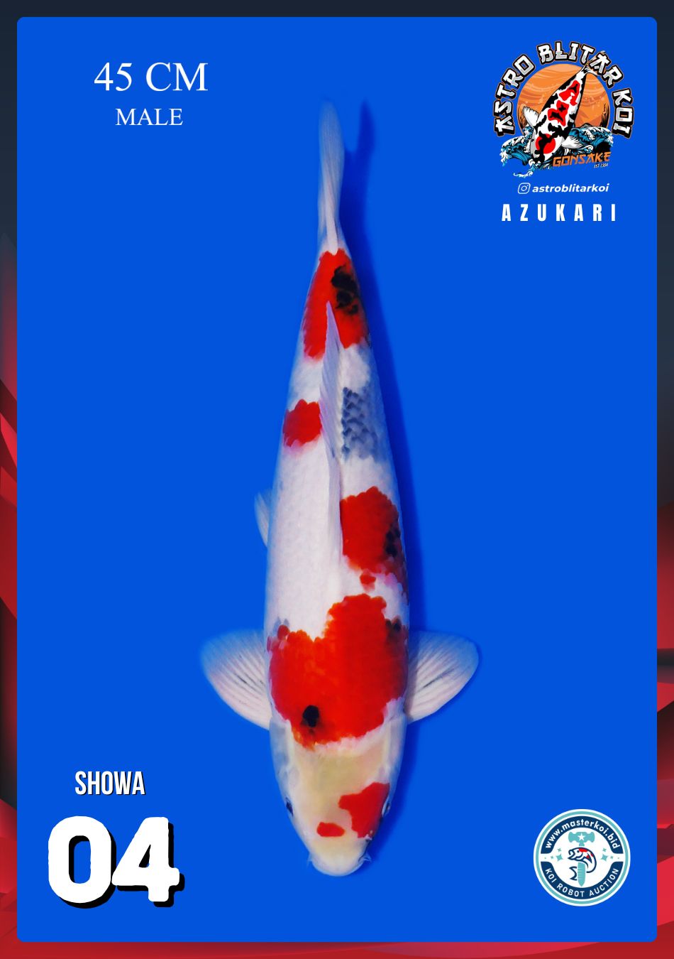 SHOWA 45cm