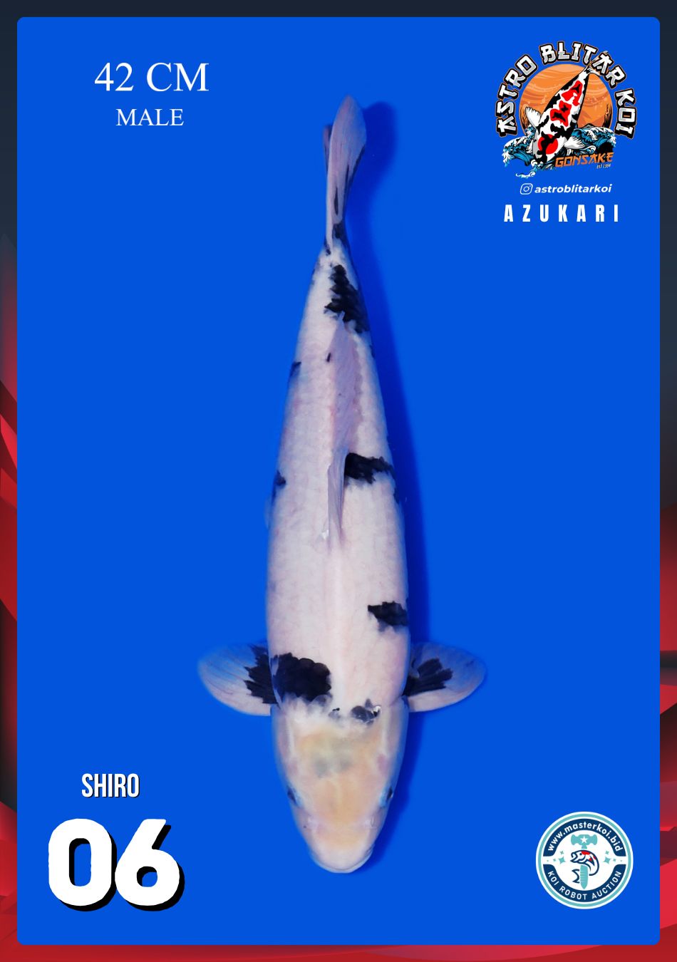 SHIRO 42cm