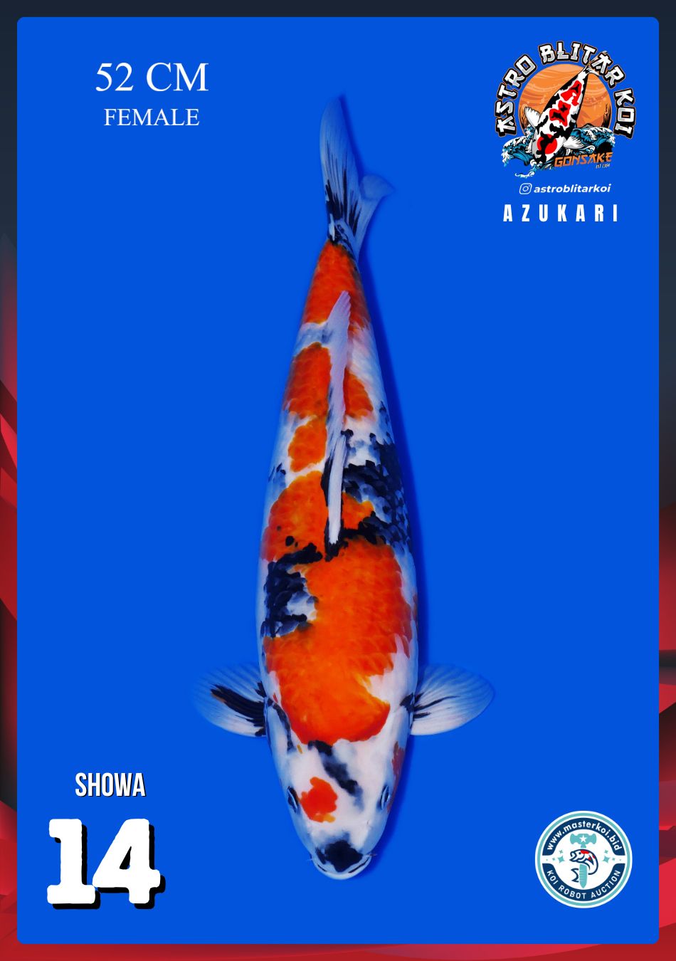 SHOWA 52cm