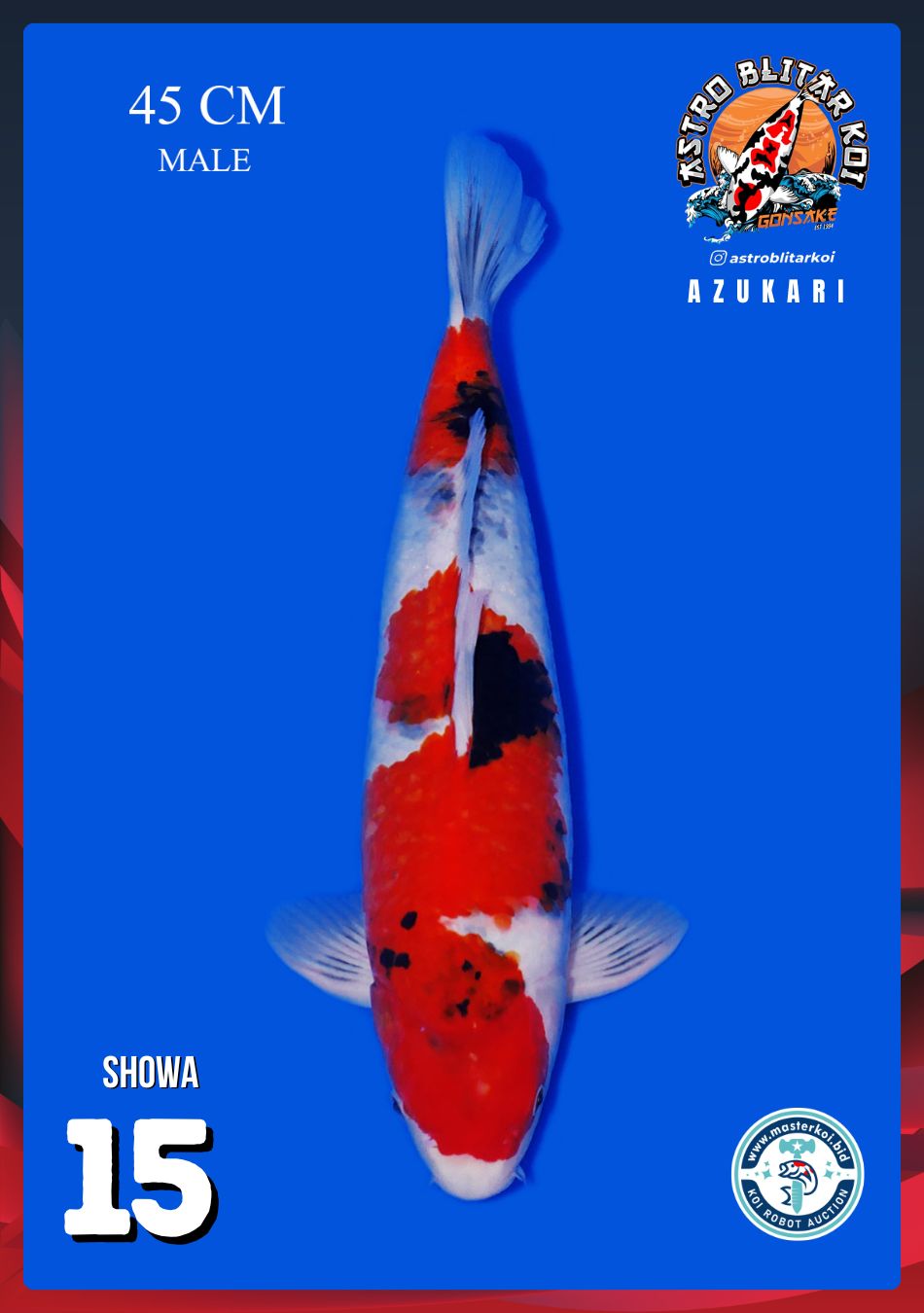 SHOWA 45cm