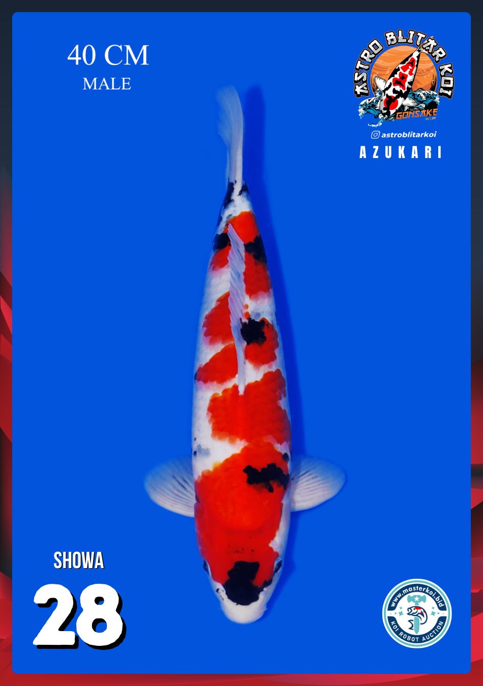 SHOWA 40cm