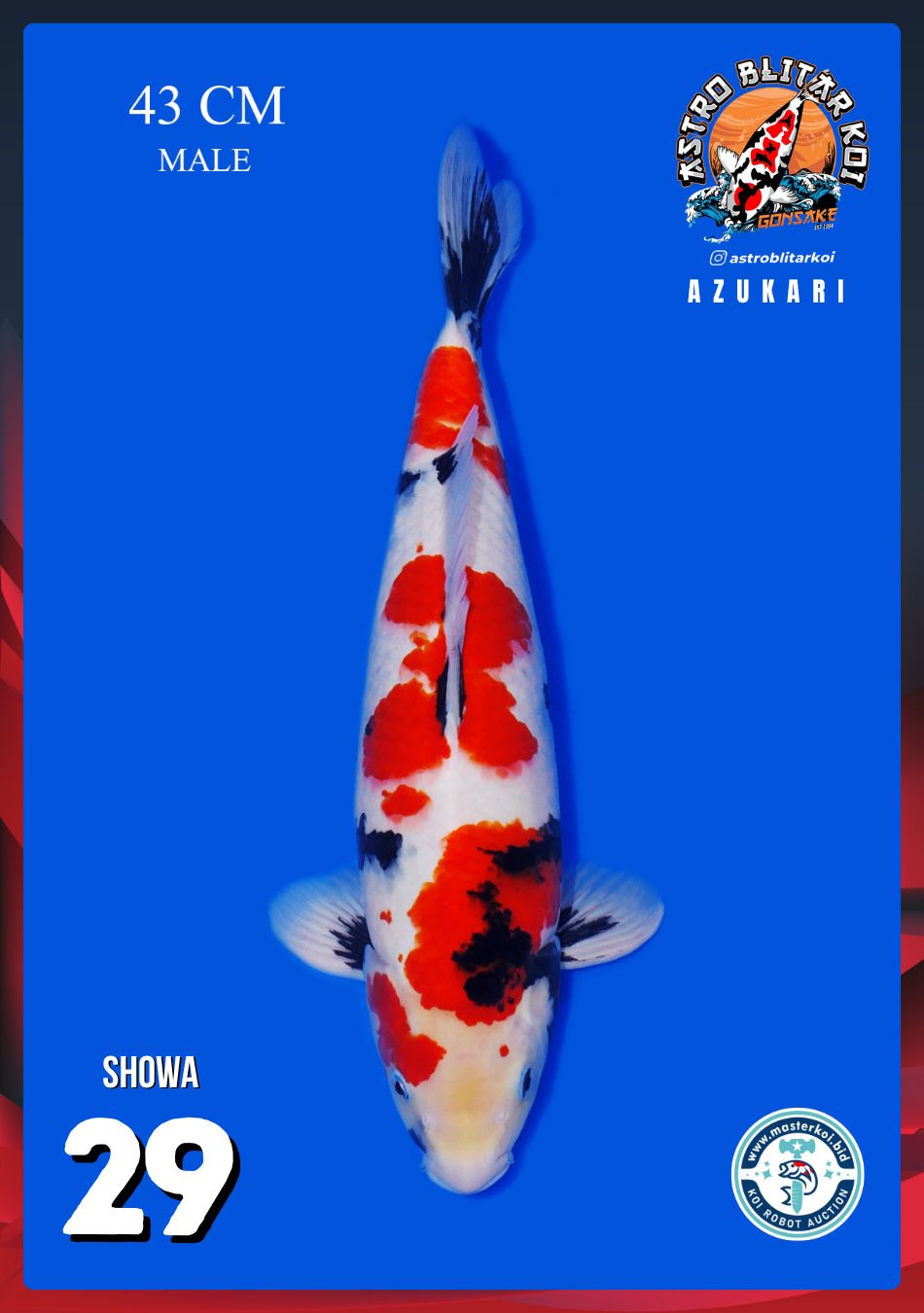 SHOWA 43cm