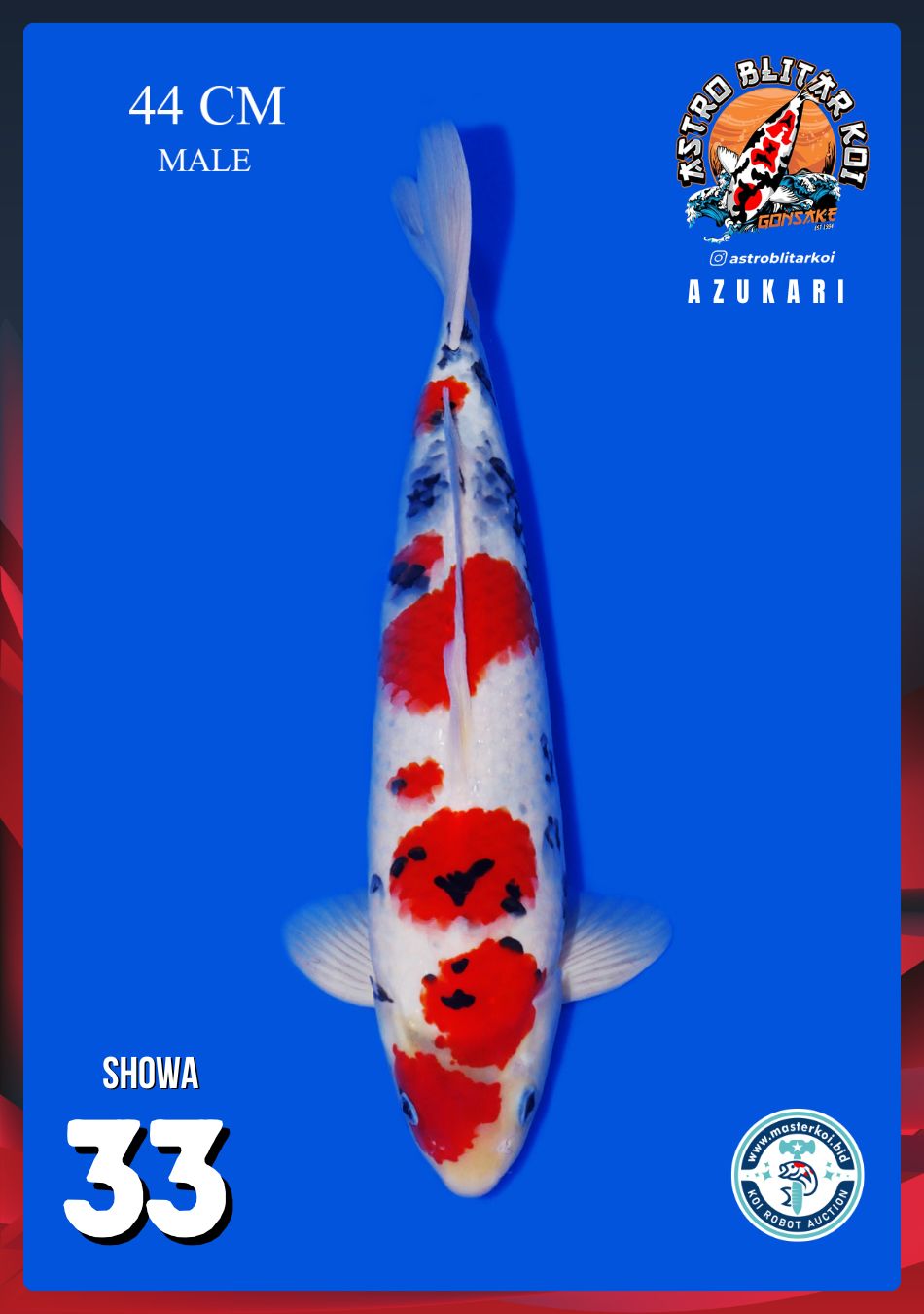 SHOWA 44cm