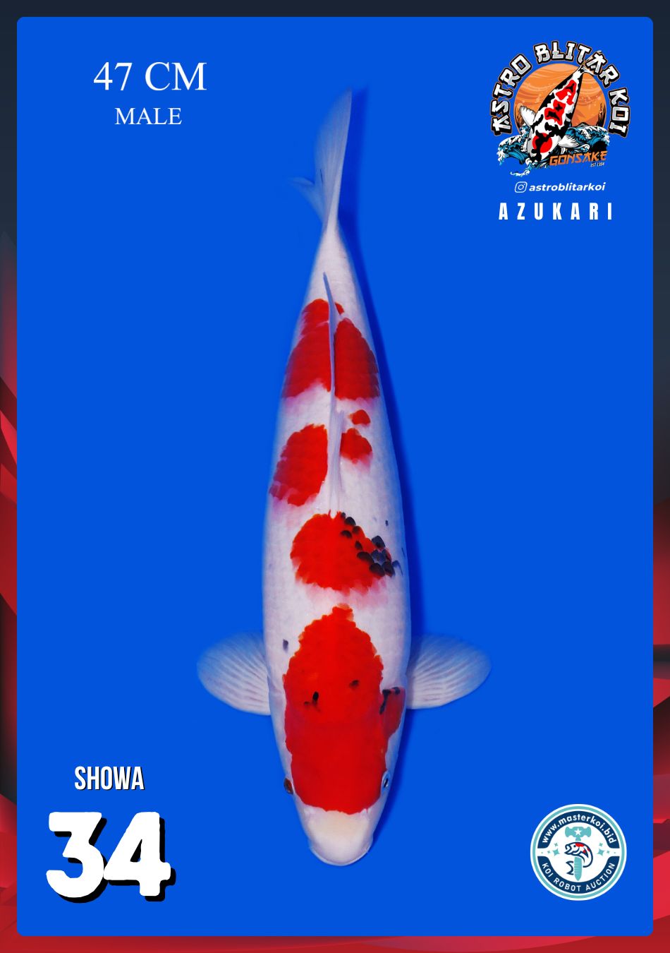 SHOWA 47cm