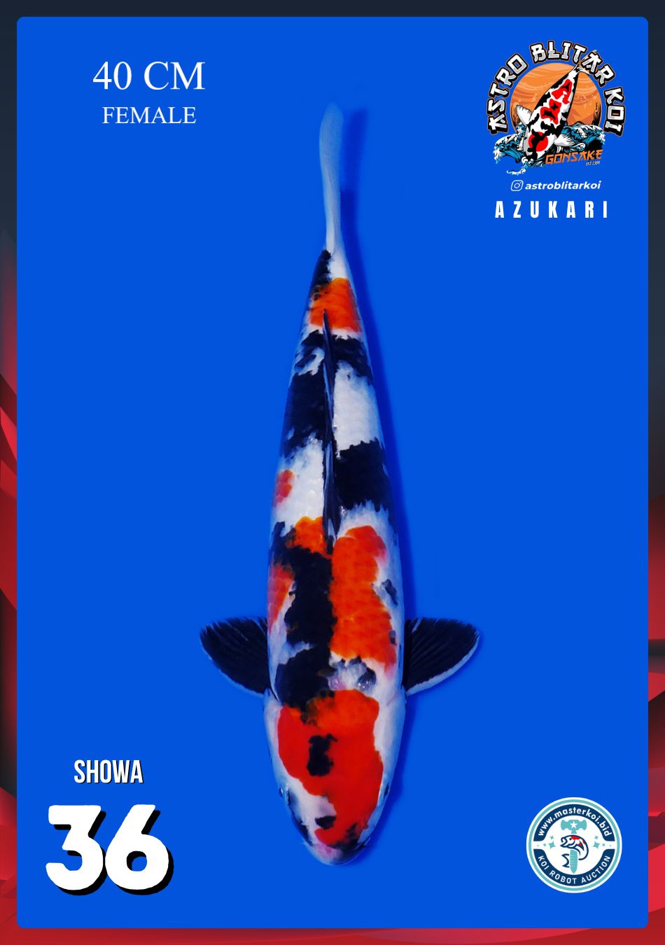 SHOWA 40cm