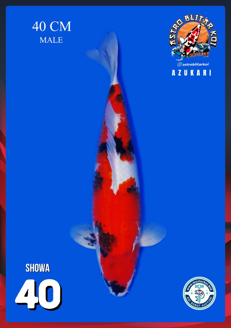 SHOWA 40cm