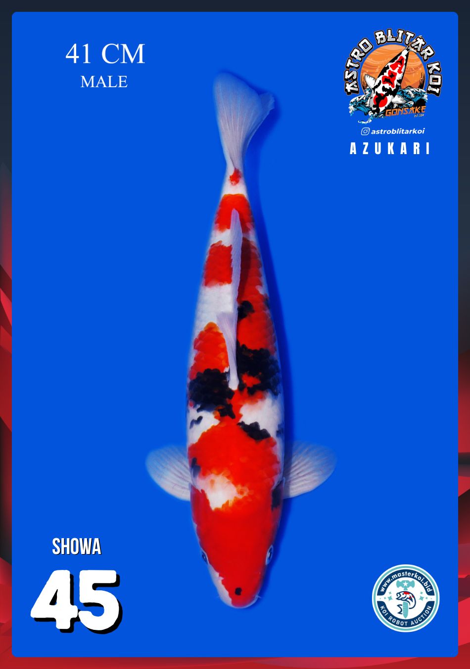SHOWA 41cm