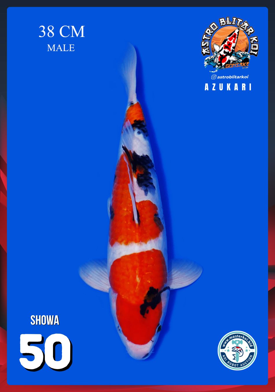 SHOWA 38cm