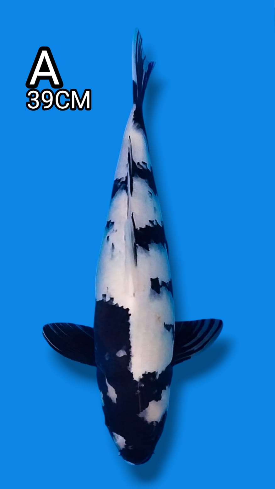 SIRO 39cm