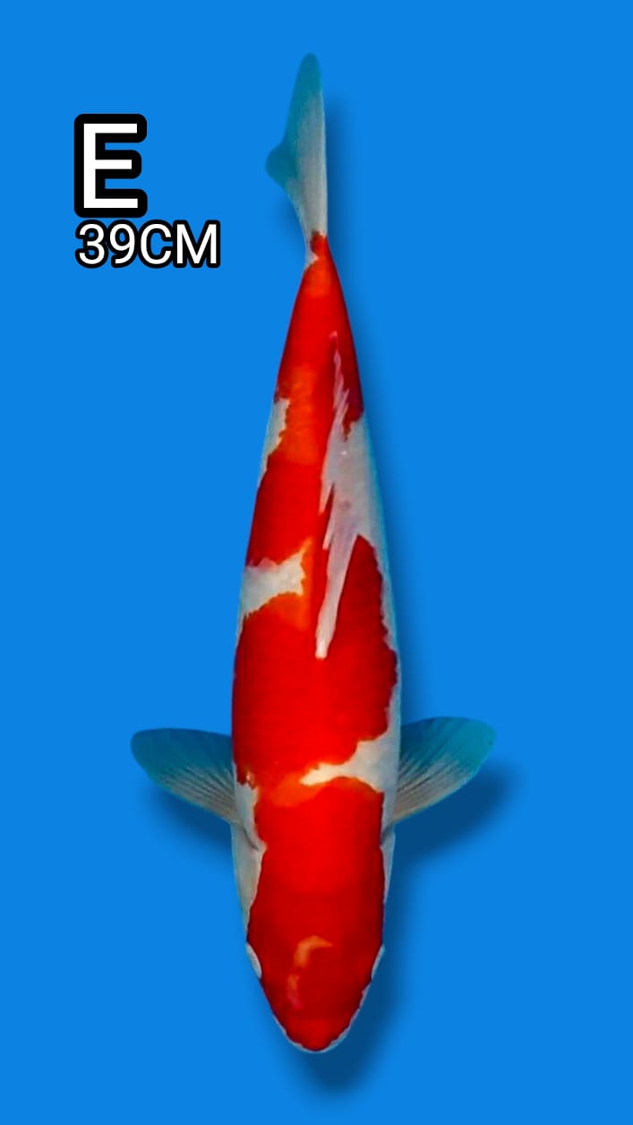 KOHAKU 39cm