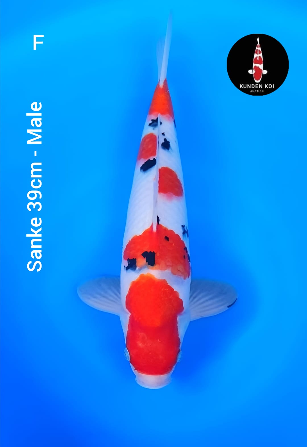 SANKE 39cm
