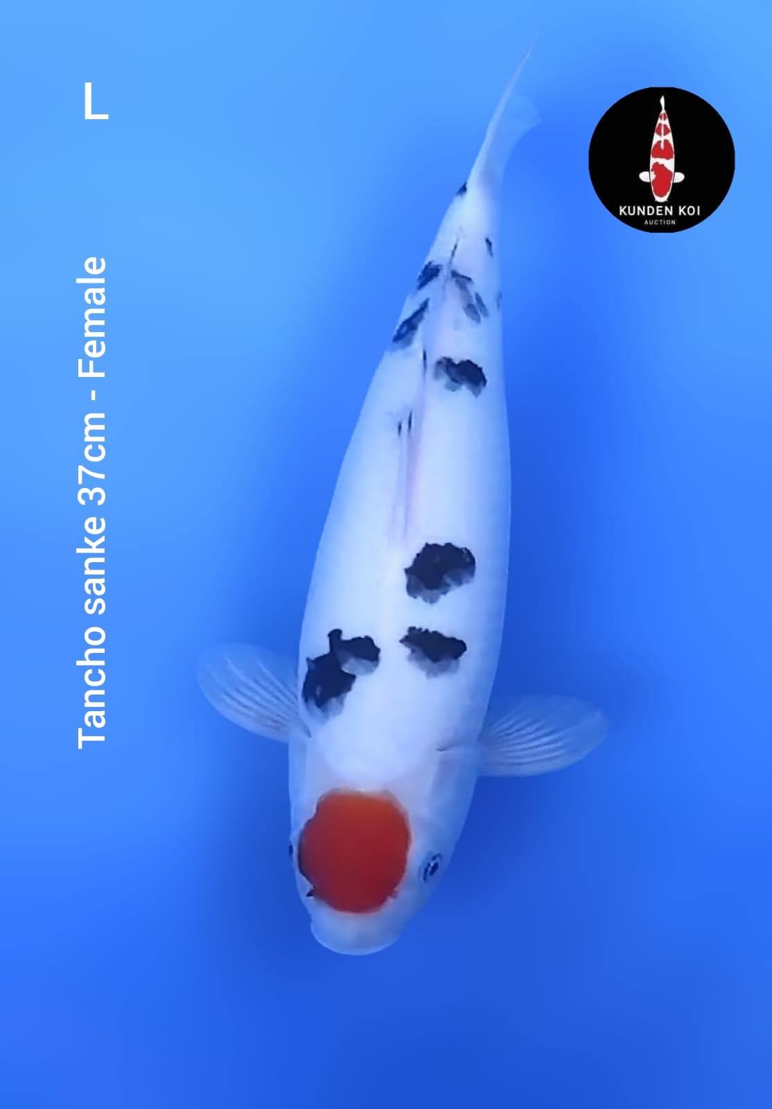TANCHO SANKE 37cm
