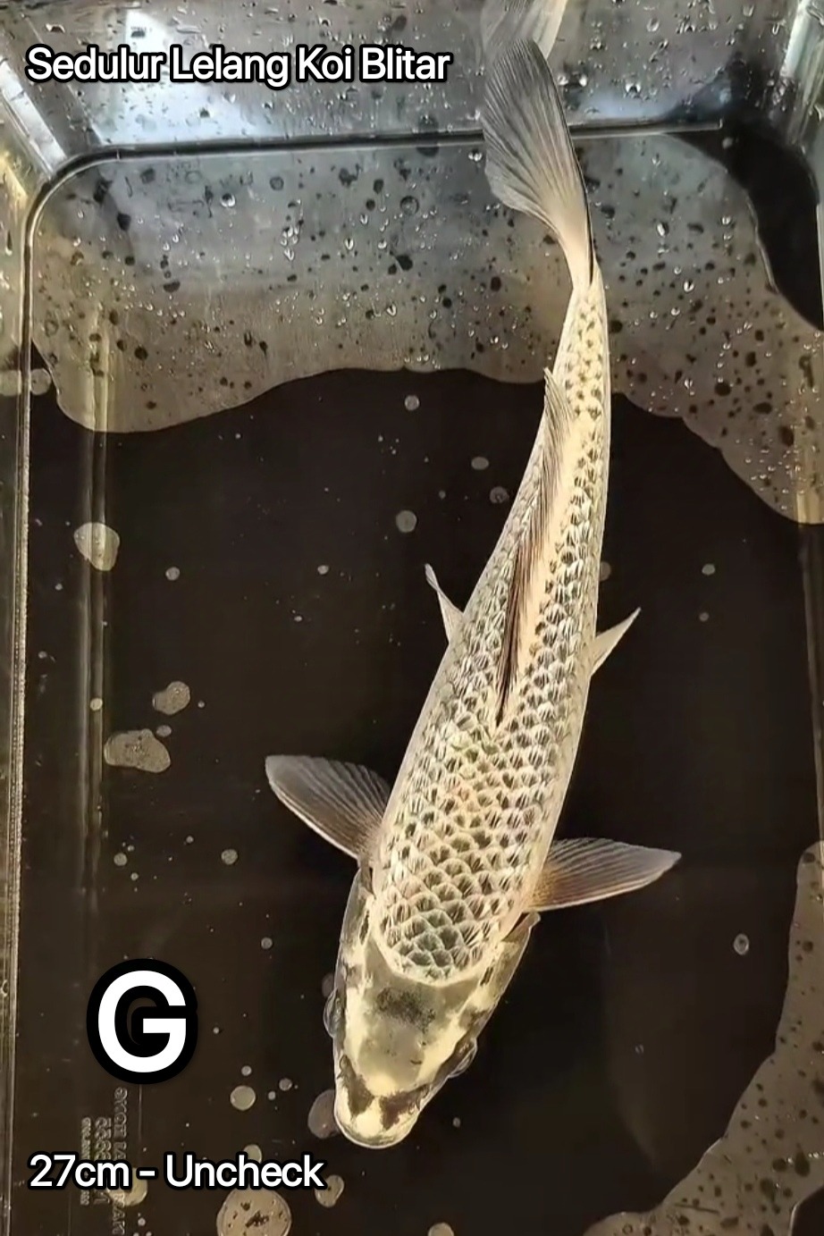 MUKASHI GINRIN MANYALA 27cm