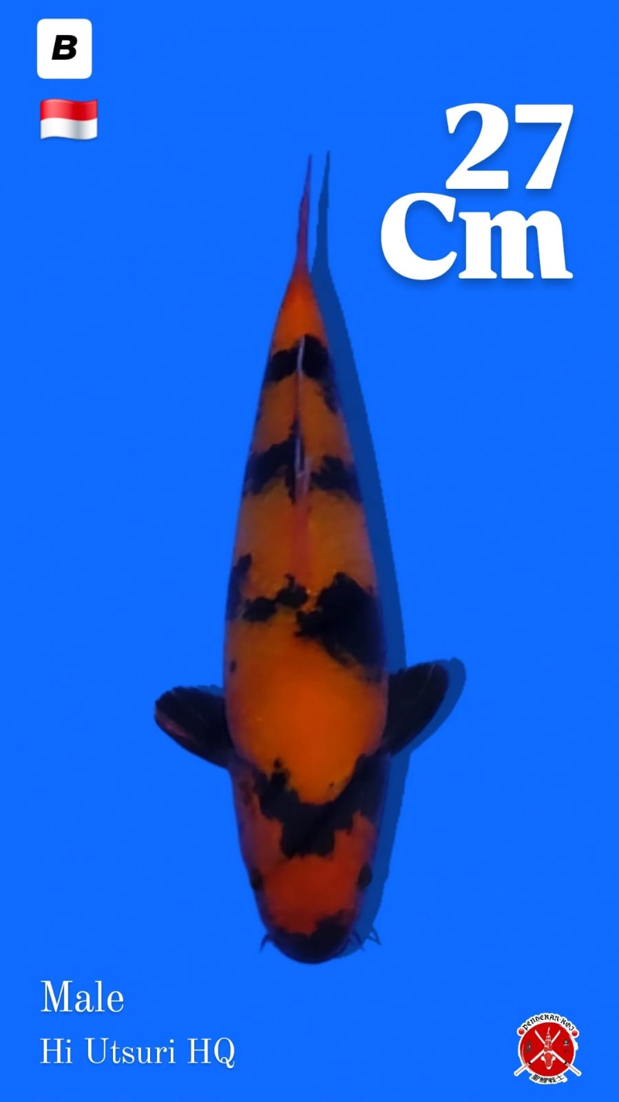 HI UTSURI 27cm