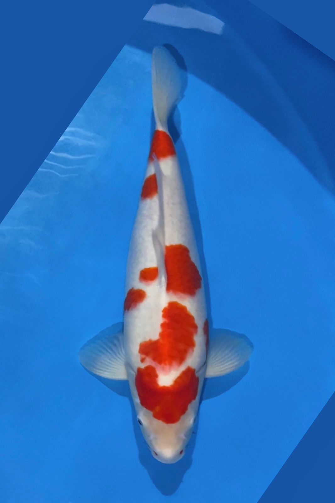 KOHAKU AKF BLOODLINE SAKURA POLA ORI BODI BAGUS BENI STRONG 43cm