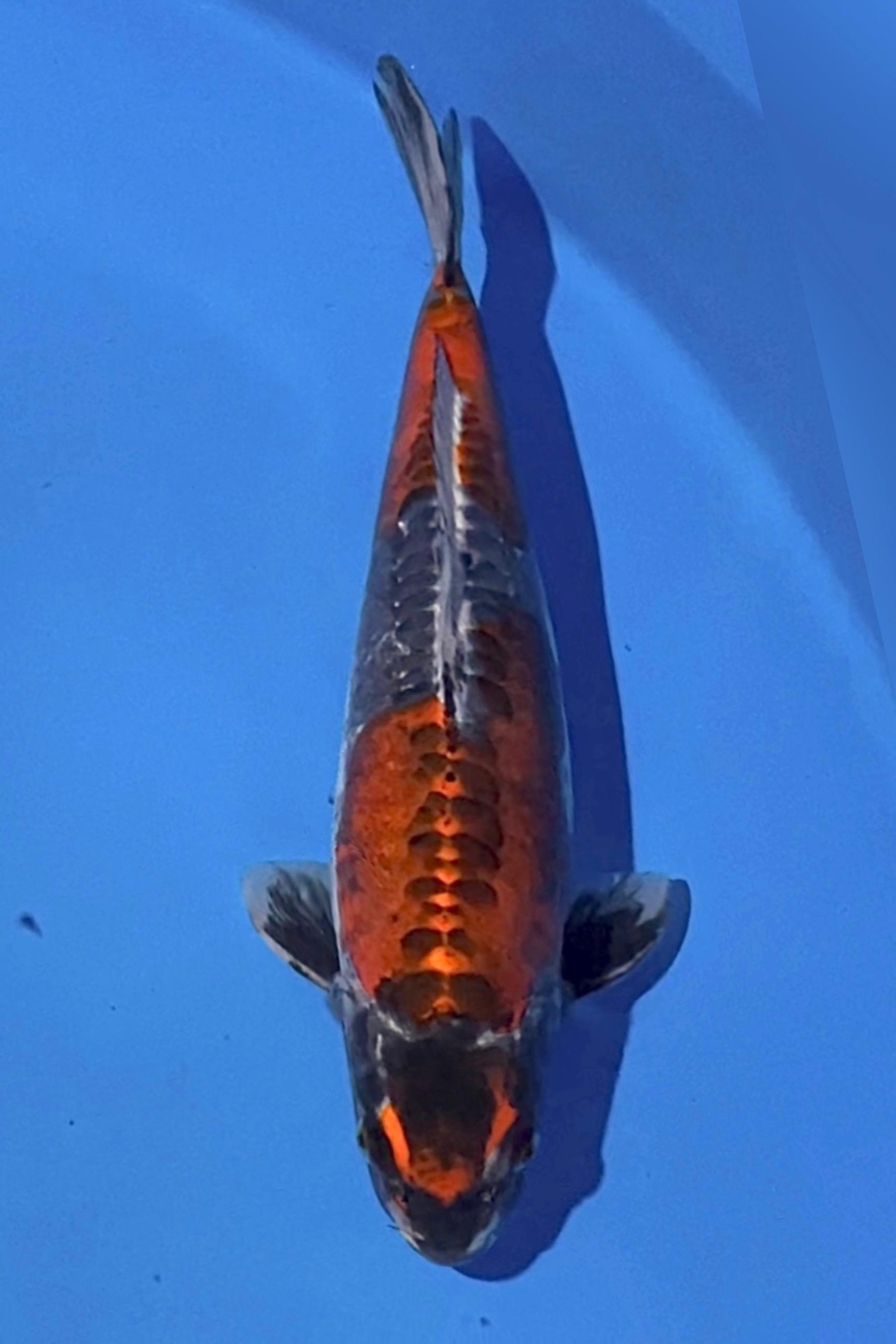 MARUTEN KIKO BODI TERPEDO BAKAT JUMBO ARAGOKE RAPI 41cm