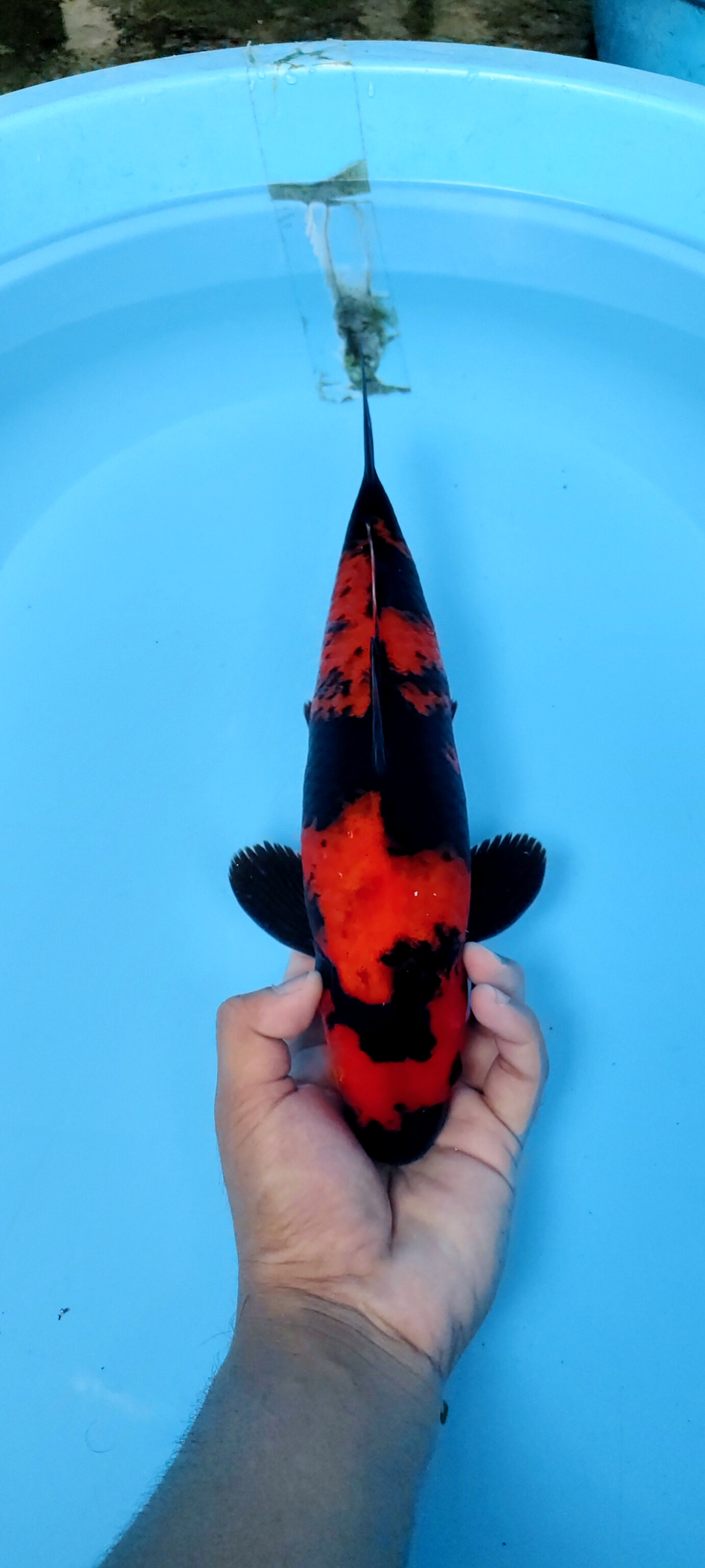 F1 SHINODA SUPER RED STRONG HALUS MALE 35cm