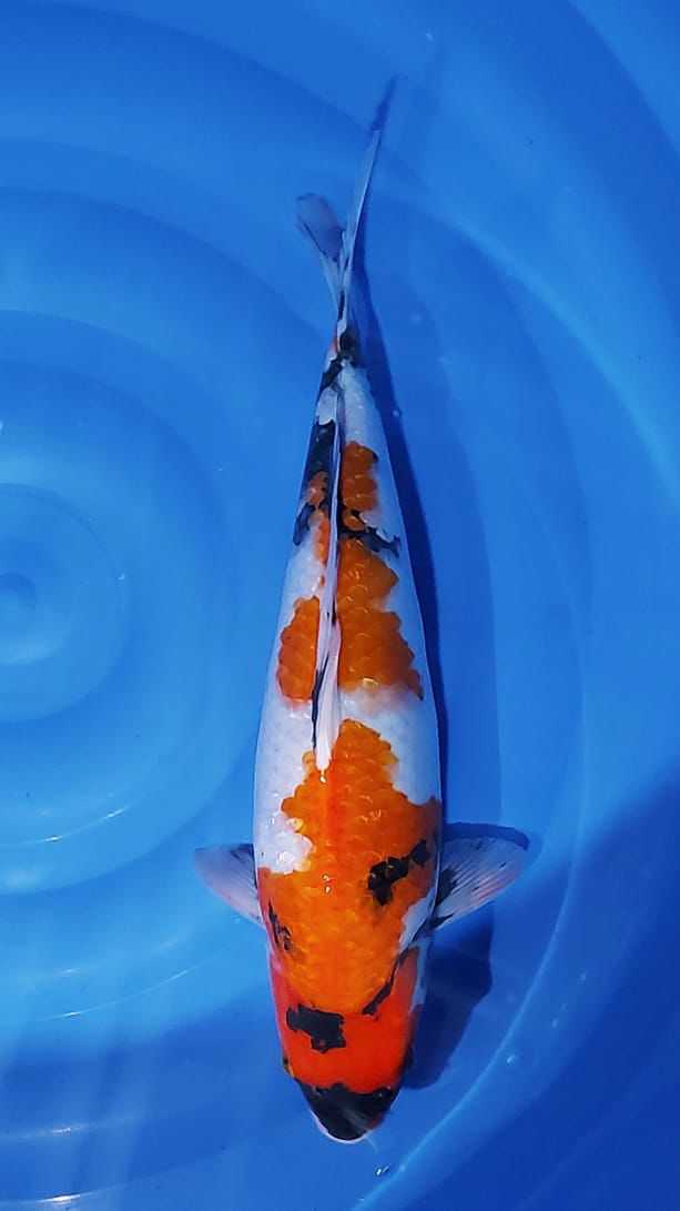 SHOWA 43cm