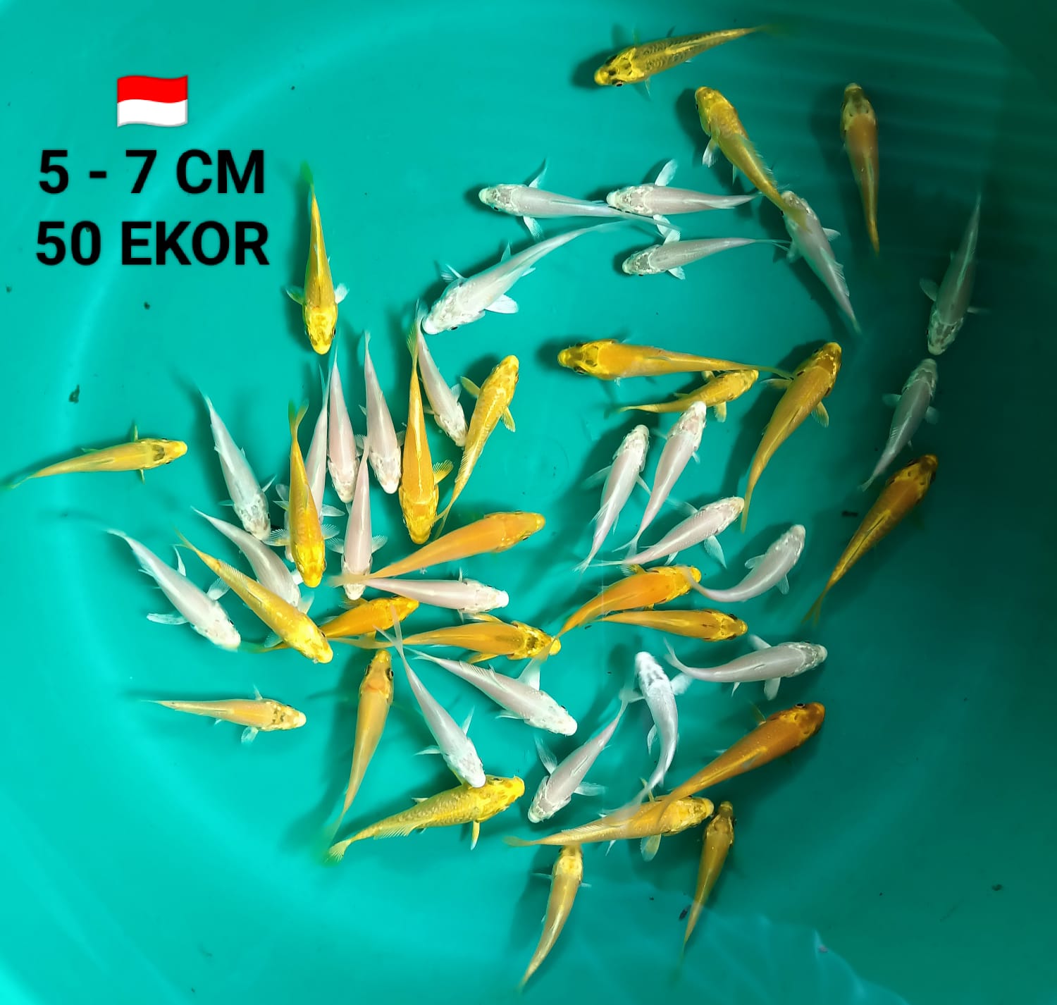 MIX 50 EKOR 5 7cm