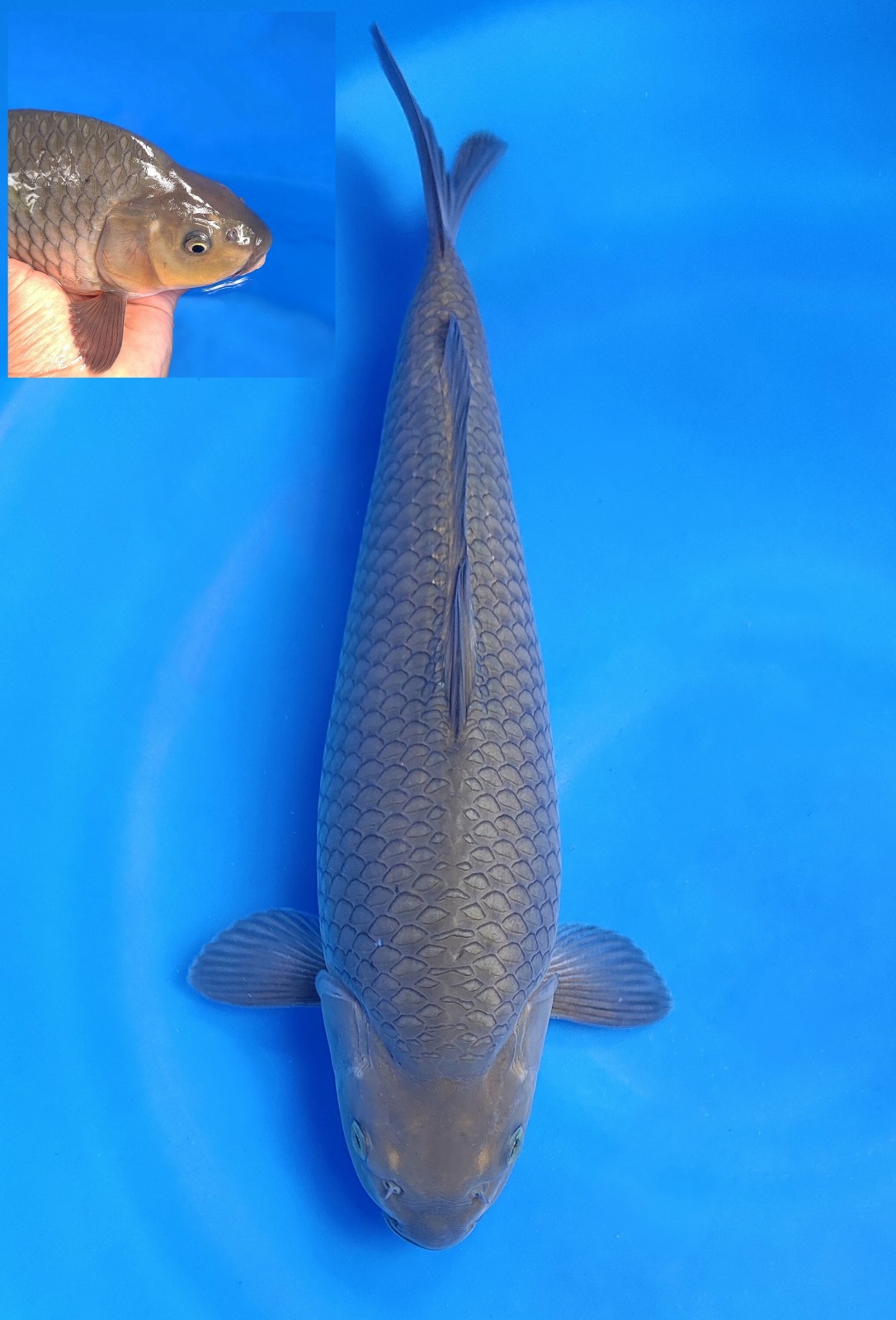 SORAGOI RING BAGUSBULKY BERPUNUK 38cm