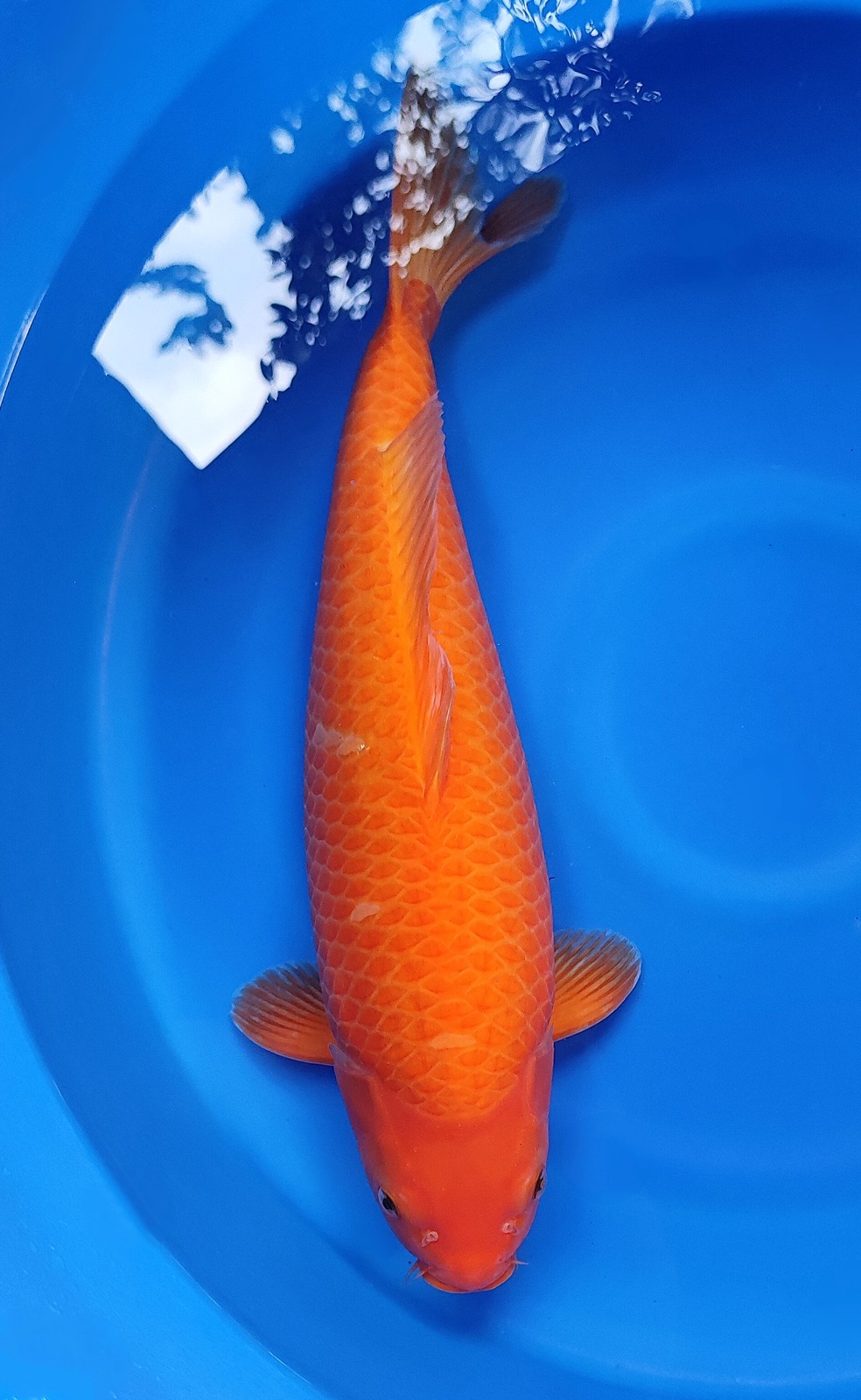 RED KARASIBULKY TULANG TEBAL 50cm